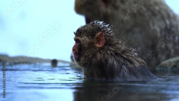 Obraz close up of a small river otter in a zoo