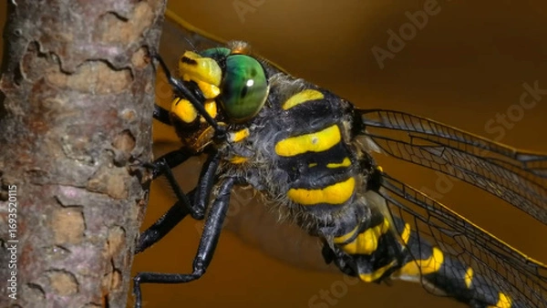 Obraz insect, nature, macro, animal, fly, bug, green, leaf, dragonfly, wildlife, 