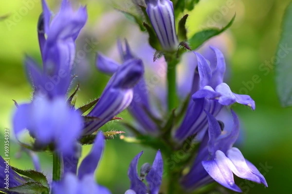 Obraz FLOWERS FROM THE GARDEN