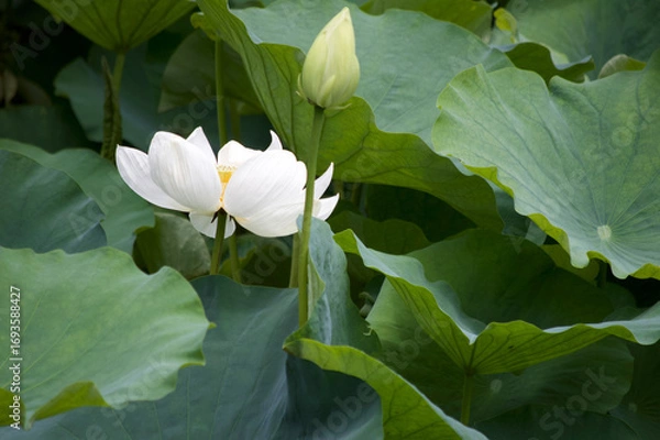 Obraz White Lotus