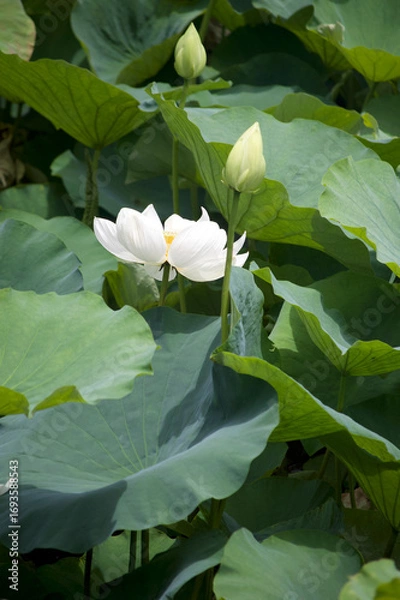 Obraz White Lotus