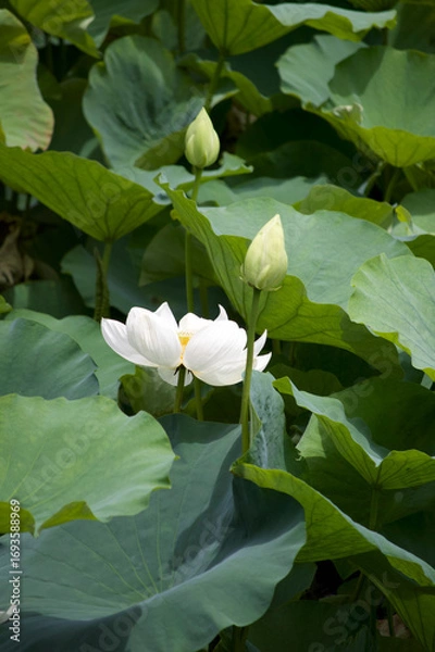 Obraz White Lotus