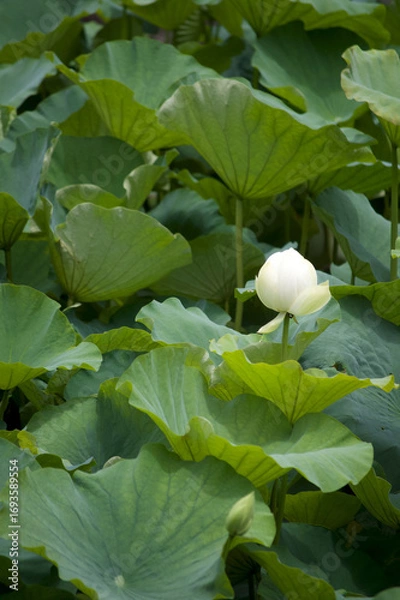 Obraz White Lotus