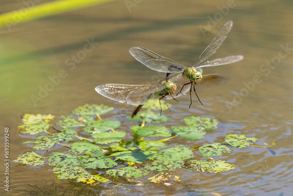 Fototapeta 蓮のある池で産卵しているギンヤンマ