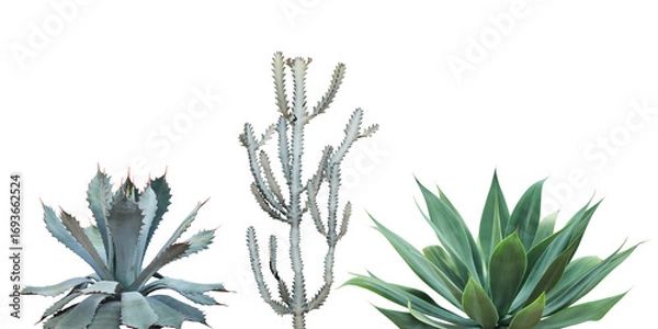 Fototapeta Set of Agave, Cactus, Desert Plants Isolated on White Background with Clipping Path
