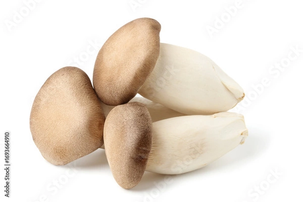 Fototapeta Eringi mushroom or King Oyster mushroom. isolated on white background.
