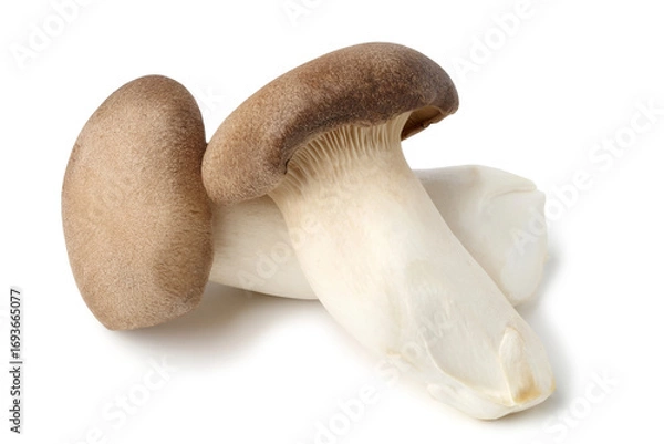 Fototapeta Eringi mushroom or King Oyster mushroom. isolated on white background.