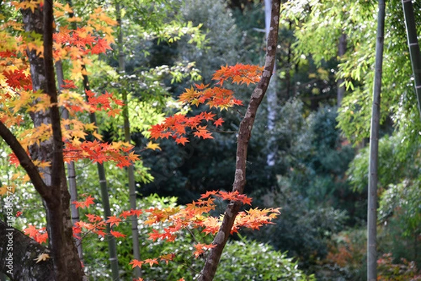 Fototapeta 竹林と紅葉