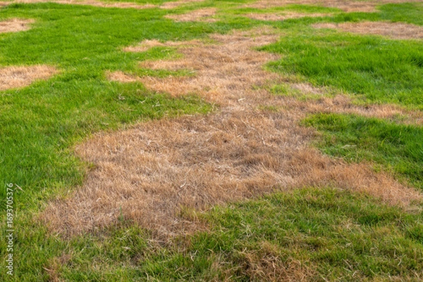 Fototapeta Close View of Green Healthy Grass and Dead Dry Patches