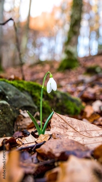 Fototapeta Single snowdrop in autumnal forest floor