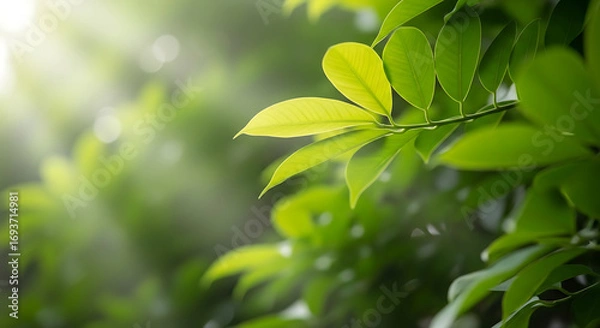 Fototapeta The gentle morning sun filters through the vibrant green leaves of a tree, creating a serene and natural background