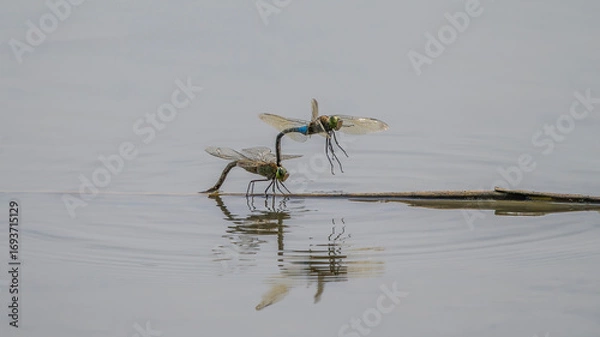 Obraz mating of two Anax parthenope dragonflies on a branch floating on a body of water