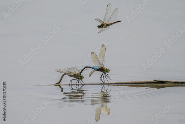 Obraz mating of two Anax parthenope dragonflies on a branch floating on a body of water