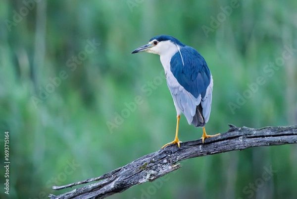 Obraz Night heron perched on a dead tree trunk