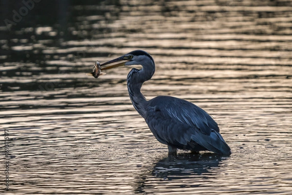 Obraz gray heron on the edge of a body of water