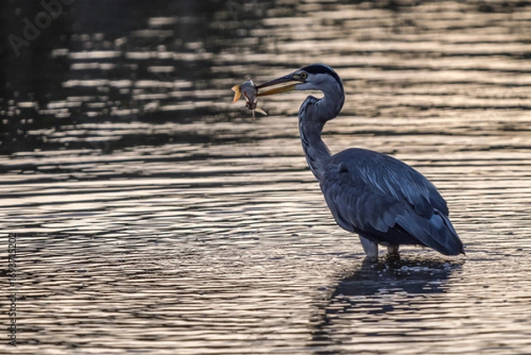 Obraz gray heron on the edge of a body of water