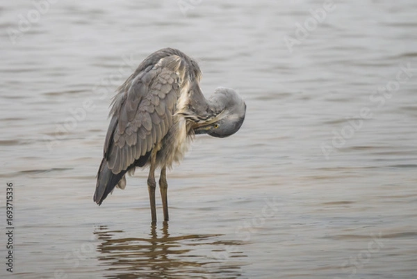Obraz gray heron on the edge of a body of water