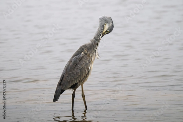 Obraz gray heron on the edge of a body of water