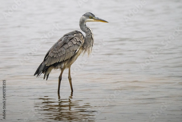 Obraz gray heron on the edge of a body of water