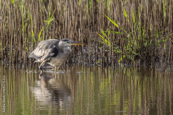 Obraz gray heron on the edge of a body of water