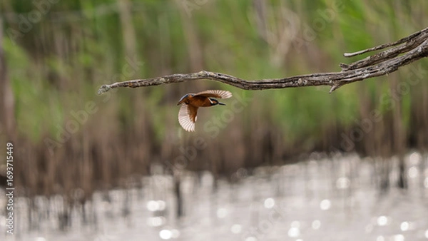 Obraz Kingfisher flying over a body of water