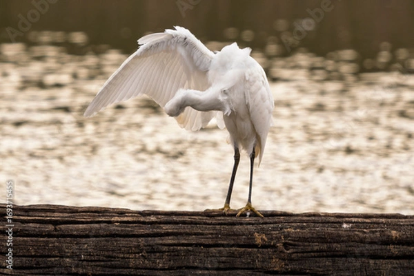 Obraz a little egret shakes itself and dries its feathers
