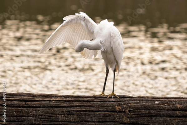 Obraz a little egret shakes itself and dries its feathers