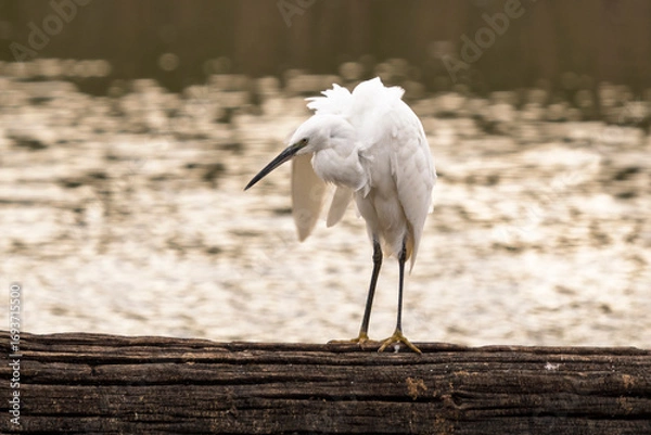 Obraz a little egret shakes itself and dries its feathers