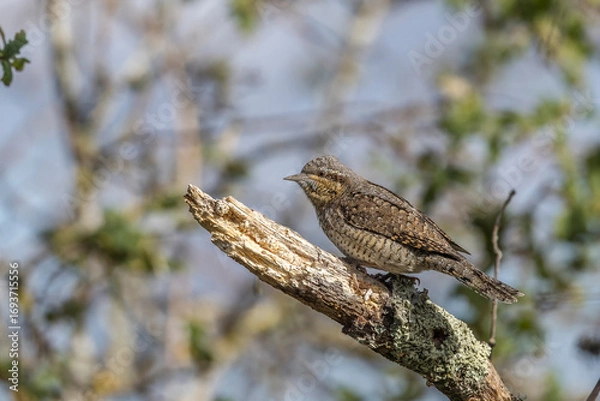 Obraz Wryneck perched on a dead wood branch