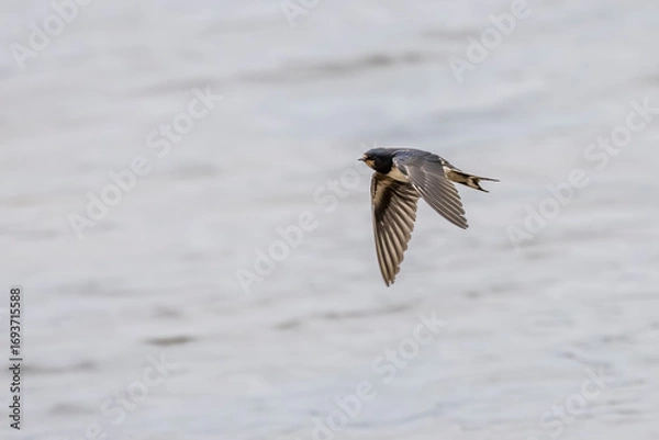 Obraz Swallow flying over a body of water