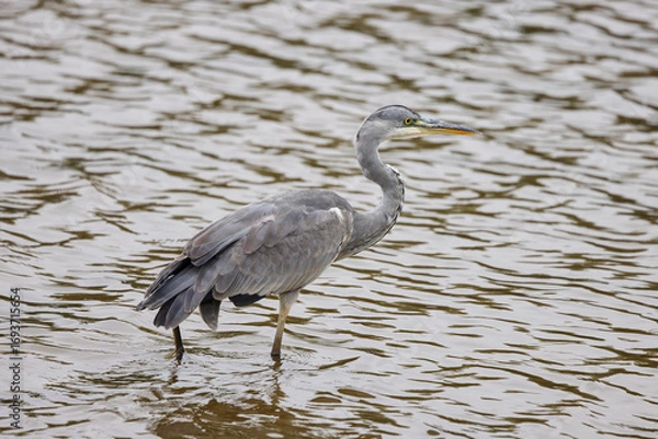 Obraz gray heron on the edge of a body of water