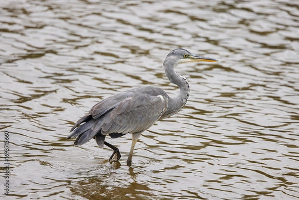Obraz gray heron on the edge of a body of water