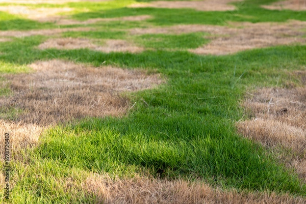 Obraz Green Lawn with Brown Spots