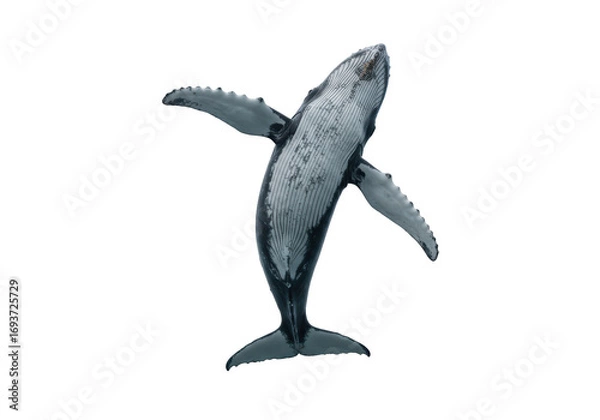 Obraz Isolated Humpback whale with open flippers from above, diving marine mammal in the ocean