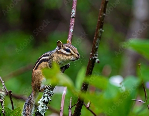 Obraz Chipmunk on a branch in a forest