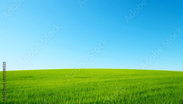 Fototapeta A wide open landscape featuring a vibrant green meadow under a clear blue sky. Fresh grass fields bathed in bright natural light create a clean and minimal background, ideal for website design, presen
