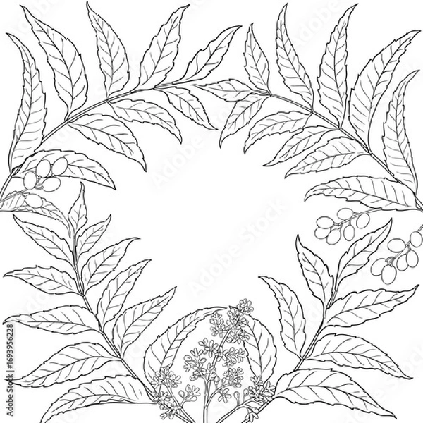 Fototapeta Neem Branch with Flowers, Berries and Leaves Outline Frame. Vector isolated for design or decoration.