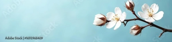 Fototapeta Soft cotton fabric and blooming branch on a light blue backdrop Eco friendly textiles , top view, cotton, bloom