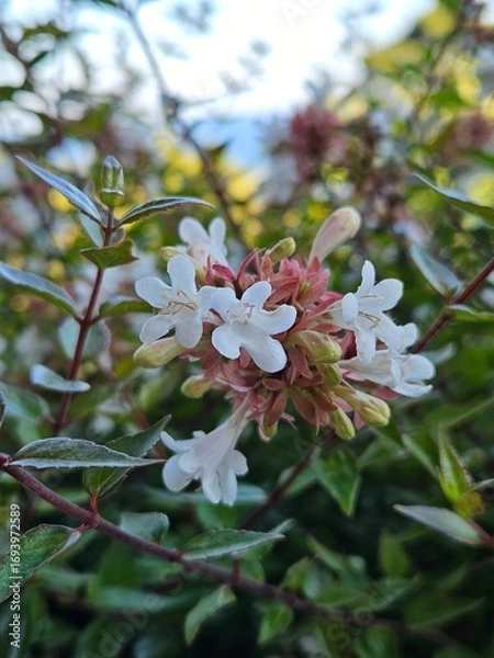 Fototapeta A beautiful macro shot of delicate white Abelia flowers. Perfect for botanical blogs, wellness themes, or as a fresh and elegant nature background