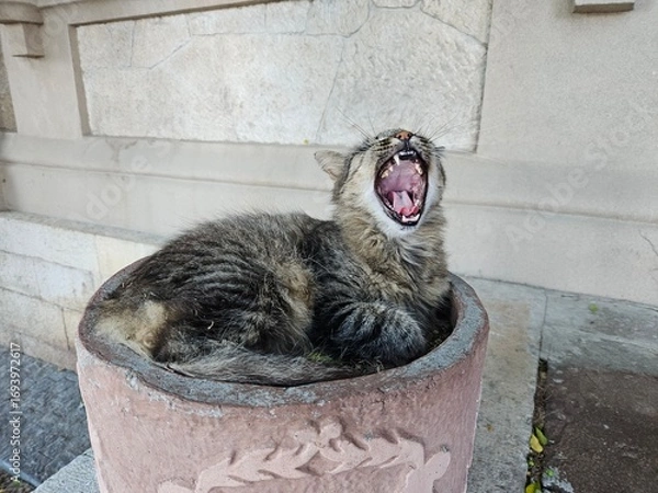 Fototapeta A funny fluffy cat gives a huge yawn while sitting in a flower pot. Perfect for humorous content, memes, or articles about quirky pet behavior and feeling tired.