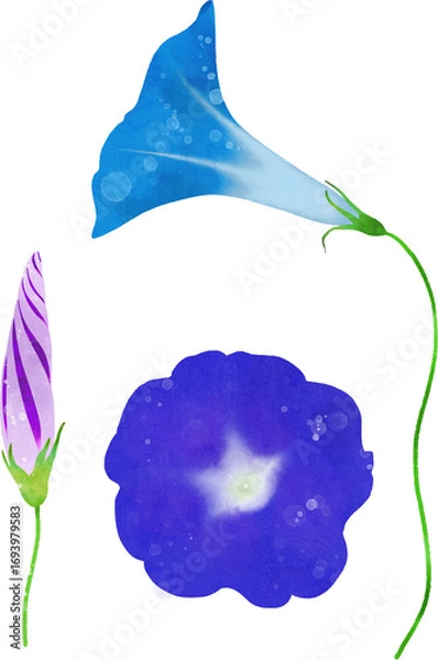 Fototapeta アサガオのイラスト素材