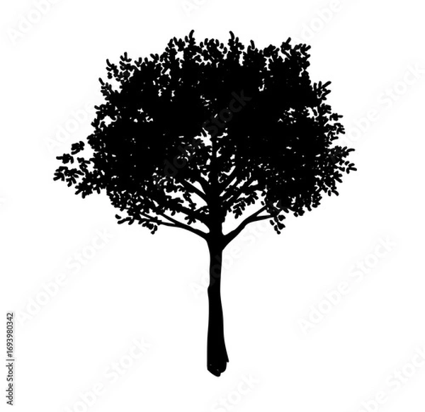 Fototapeta 木のシルエットのイラスト素材