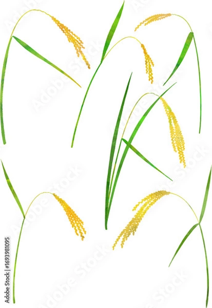 Fototapeta 稲穂のイラスト素材 ベクター