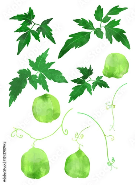 Fototapeta アレンジが自由にできる フウセンカズラのイラスト素材 ベクター　