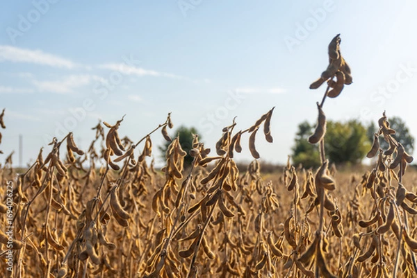 Fototapeta Dry soy bean plants in a field under a clear blue sky during the late afternoon sun