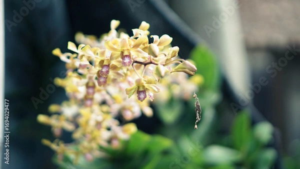 Obraz Close-Up Photography of Yellow Orchid Flower Photo with Soft Bokeh Background and Natural Light