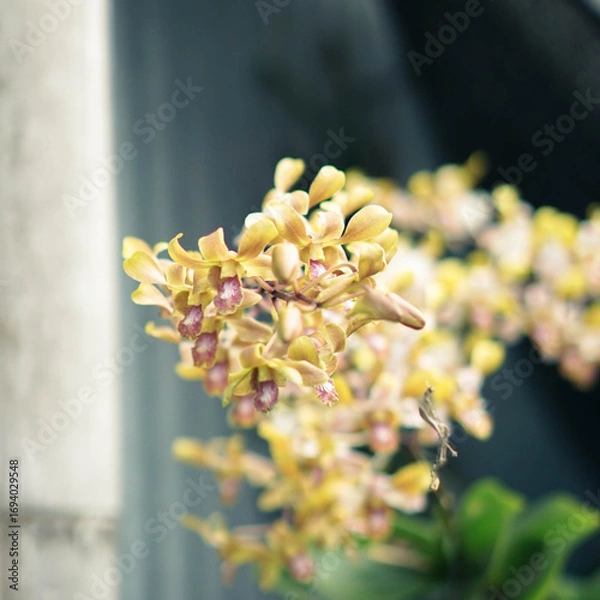 Obraz Close-Up Photography of Yellow Orchid Flower Photo with Soft Bokeh Background and Natural Light