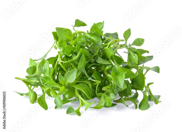 Fototapeta watercress isolated on white background