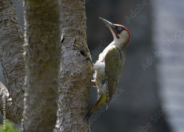 Obraz Pic vert posé sur un tronc d'arbre