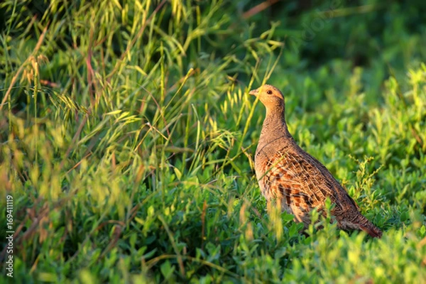 Fototapeta Grey partridge or Perdix in steppe